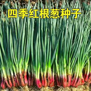 红根小香葱种子盆栽葱种红葱小葱种籽春季秋季四季阳台盆栽蔬菜孑-阿里巴巴