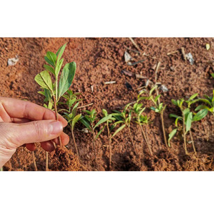 �r��ֱ�� ���NǤ������ ë�괲�� ���Nѿ�� ���NС�� ���ѿ��