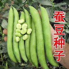 大蚕豆种子高产星罗汉豆春秋冬四季播种早熟耐寒胡豆种籽阳台盆栽