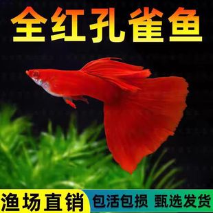 Premium Blood-Red Guppies, Live Tropical Fish, Ornamental Fish, Small Anchovies, Big Tails, Easy to Raise and Live
