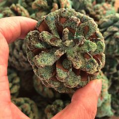 magic fire彩色火焰粉魔法火焰派對沙灘篝火晚會用品天然松果