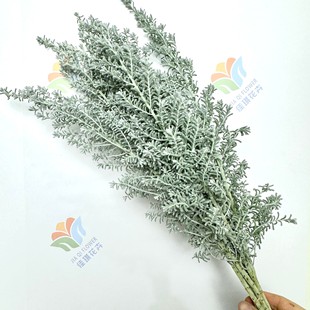 Australian Silver Leaf Kochia Flowers Wedding Event Layout Christmas Flowers Pearl Blue Bush Silver Niche Flower Materials