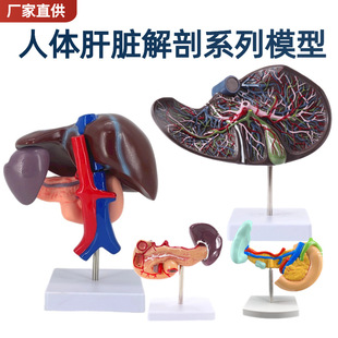 人体肝脏胆囊放大模型 人体肝胆囊肝脏人体消化器官内脏解剖模型-阿里巴巴