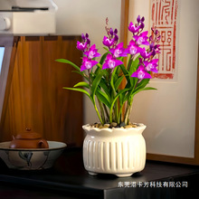 冬带花苞澳洲香水石斛兰春节年花卉盆栽室内好养活浓香型水培兰花