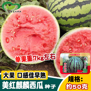 ���t�������ϷN�� ���H�����÷N��ӛ����Ʒ�N��������֭������