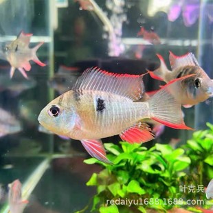 �Ϻ��Ꭷ�~�Bֳ�����l���������{���Ӻ��m�P�˲����S���P��