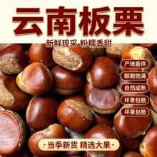 板栗生新鲜云南老树油栗子野生毛栗子迁西板栗野生锥毛栗子油板栗