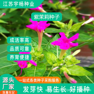 򻨷N ҹԵ׻@ˇ ܷNӴS۰