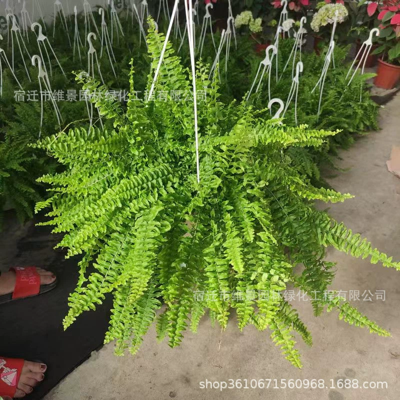Гнездо птицы волчий хвост папоротник Бостон папоротник Adiantum аквариум в тропических лесах Холли Зеленый папоротник гидропонное растение мохнатый шар