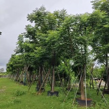 福建台湾栾树基地批发 全冠骨架台湾栾树10-25公分大量种植绿化树