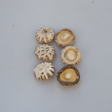 香菇干货金钱菇十堰特产肉厚鲜美厂家直售量大批发煲汤炖煮金钱菇