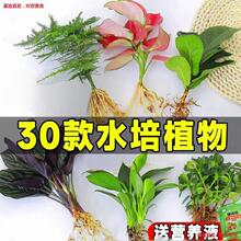 水培植物富贵竹绿萝萝室内盆栽好养客厅花卉桌面玻璃鱼缸水养绿植