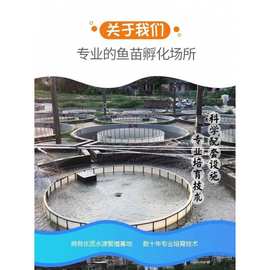 水花鱼苗批发鲫鱼鱼桂鱼大头花鲢白鲢青鱼鲤鱼武昌鱼翘嘴鱼