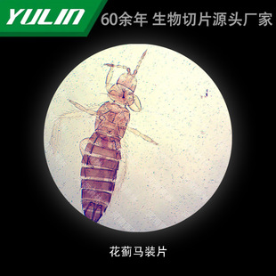 Artichoke Loading Tablets for College Medical Schools, Tissue Disease, Marble Wax Slide Specimen Microscope