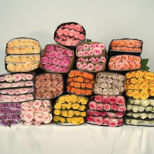 [Boutique] Ab Grade Elsa Rose Red Rose Flowers Fresh Cut Flowers Yunnan Straight Hair Flower Shop Wedding Group Purchase Wholesale