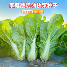 四季奶油快菜种子小白菜种孑菜种籽青菜速生快菜种籽蔬菜籽种大全
