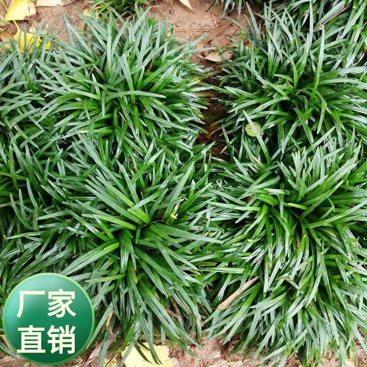 Японские карликовые солодовые морозостойкие виллы садовые сады с зелеными газонными растениями