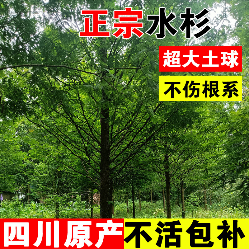 水杉树小苗四川园林工程绿化庭院道路盆栽地栽苗木种植行道景观树