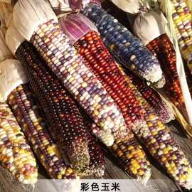 彩色玉米种子 甜彩虹玉米种 子 甜粘糯七彩玉米种子高出芽率