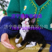 宠物猫活体德文卷毛猫活体纯白拿破仑猫咪活体加菲猫活体银渐层猫