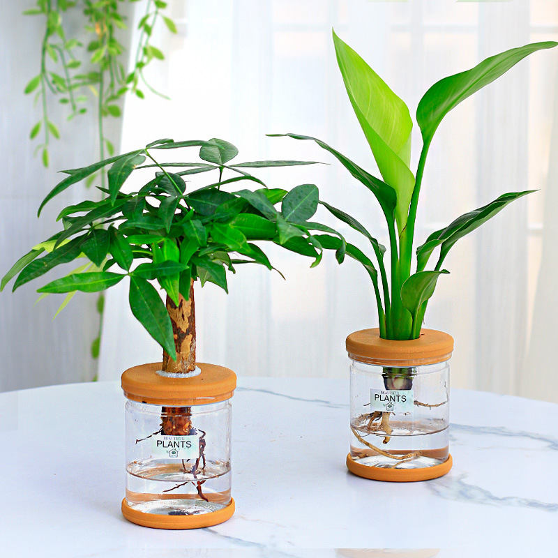 グリーンラタン水耕栽培ホルムアルデヒド除去鉢植え金のなる木ミント富竹屋内花緑植物オフィスグリーンラタン|undefined
