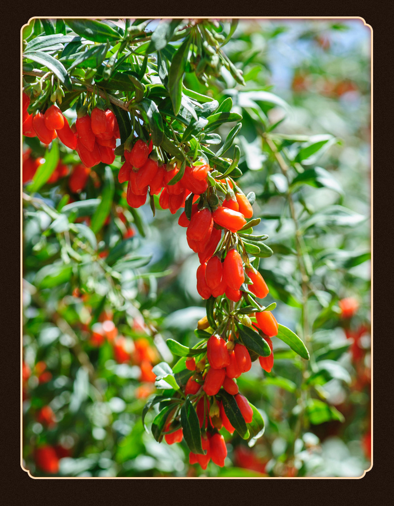 Goji Berries (Lycium barbarum) — Ningxia Large-Grade Dried Wolfberry for Tea & Wine key features