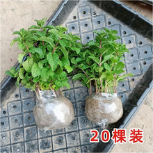 新鲜可食用薄荷叶薄荷盆栽绿植留兰香驱蚊室内阳台清香植物花卉
