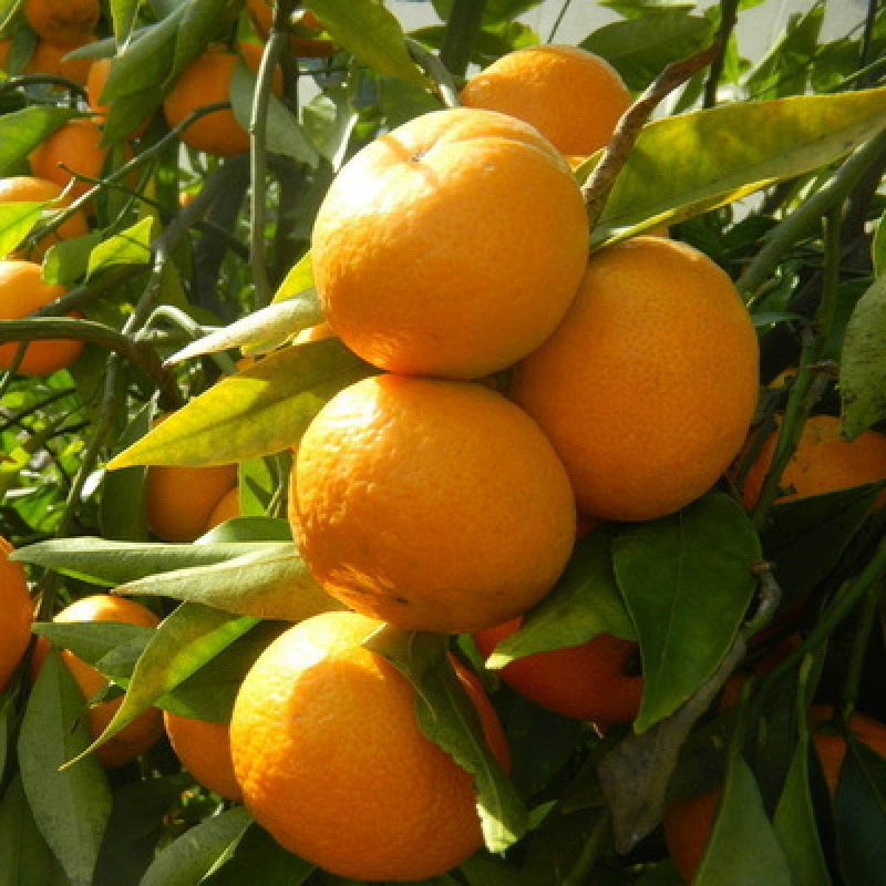Сад поставки всех видов оранжевых и оранжевых саженцев поле в горшках сад четыре сезона посадка фруктовых саженцев оранжевый