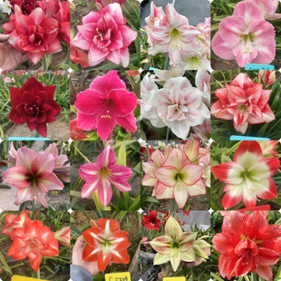 ���l��피t�N�� ��피t�N���N��피t���軨�A���m����ɏ���󃞻�