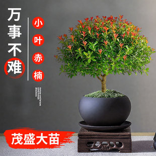 С�~��骽�z�ľ�����辰����ֲ���҃��k��������С�Gֲ�ļ����B