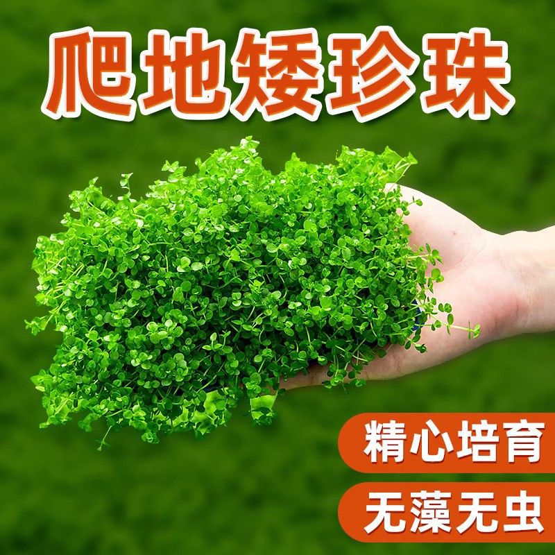 前景草爬地矮珍珠鱼缸水草植物真草活净水阴性新手无菌杯牛毛草坪
