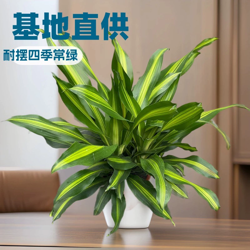 Оптовая продажа многоствольных золотых сердечных йеменских железных растений для офиса и дома, устойчивых к запахам цветов в горшках.