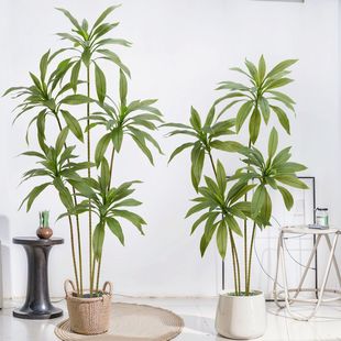 �����콶���pɫ��Ѫ�F�����Z�q�辰�Gֲ���ԾƵ�����b߷���