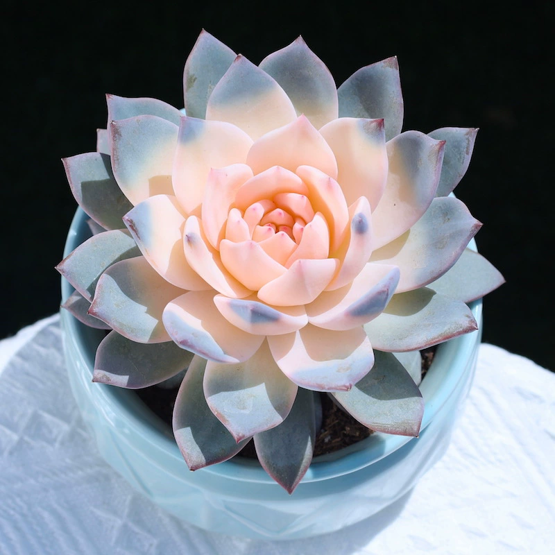 Юньнаньские суккуленты Розовая синяя птица Офис Веселые и красивые суккуленты Зеленые растения и цветы Пакет для новичков