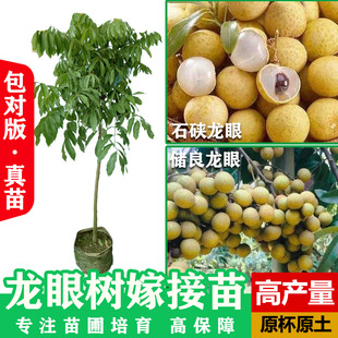 ���ۘ���V��ʯ���烦���ļ������箔��Y�����A���玧���̨ͥԺ