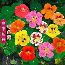 【四季开花】旱金莲种子盆栽花草植物室内易活花卉春天室外花种子