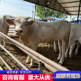现货夏洛莱牛鲁西黄牛小牛犊 夏洛莱肉牛养殖出售小黄牛犊