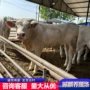 夏洛莱养殖夏洛莱牛