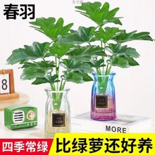 春羽绿植盆栽室内客厅花卉水养水生好养办公室绿萝春雨水培植物厂