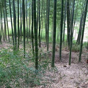 Base Wholesale Bamboo Seedlings Green Bamboo Seedlings Early Garden Bamboo Seedlings Variety Courtyard Greening Purple Bamboo