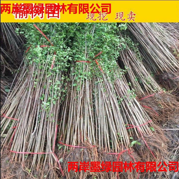 Посадка рассады во дворе, саженцы вяза, быстрорастущие саженцы вяза, саженцы для проекта по зеленению, саженцы для приобретения и сноса земель, морозостойкие и легко выращиваемые горшечные растения.