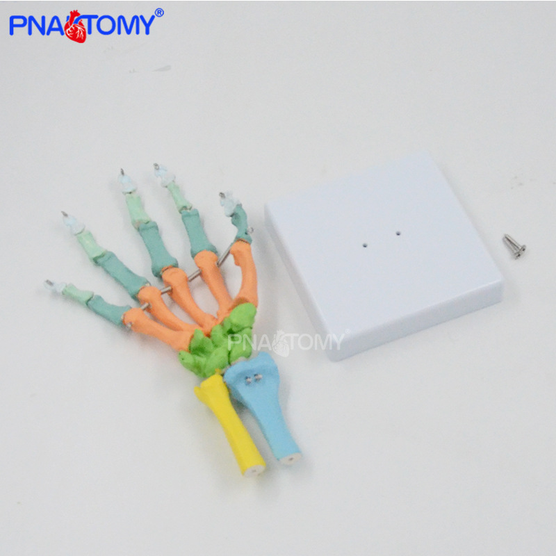 PNT-0108C 彩色手骨3.jpg