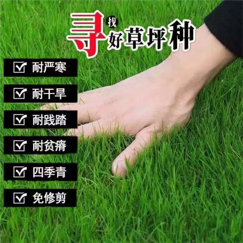 Крупнолистная вечнозеленая трава для защиты склонов, газонная трава, семена газонной травы, без обрезки, для двора