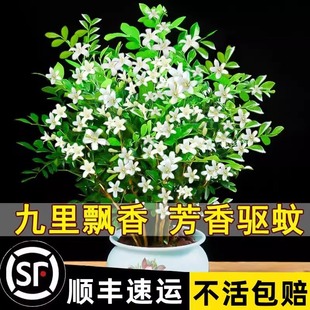 Indoor Potted Flower Seedlings for Living Room Mosquito Repellent, Blooming All Seasons with Flower Buds, Seven-Leaf Rose Hydroponic Green Plant