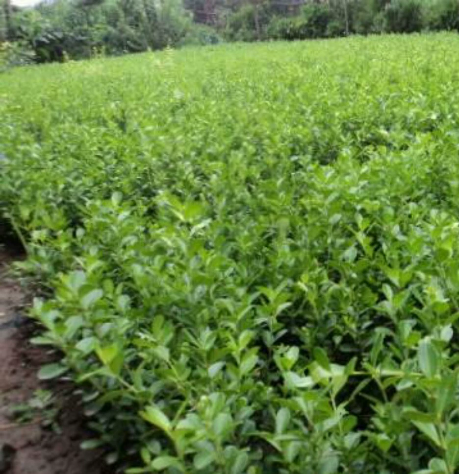 Базовые поставки семян дыни, самшита и самшита