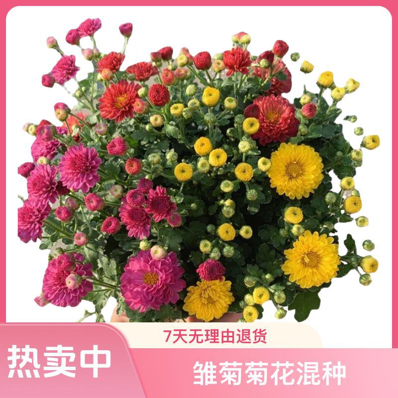 【混色糖果菊翠】酢浆草种球郁金香种子花卉组合几十种花卉品种