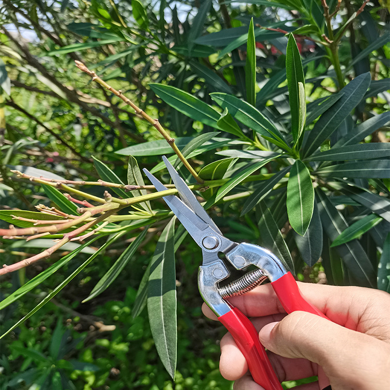 Manufacturer direct supply wholesale stainless steel dipped pruning fruit grape vegetable rare fruit branch pruning fruit branch shear