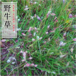 Bison Grass Seeds Are Trample-Resistant, Drought-Tolerant, Warm-Season Dwarf Perennial Lawns, Tianzhi Green Seeds
