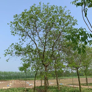 �������l���Ԇ�ľ��������侫Ʒ������@�־G�����^�侫Ʒ��ľ