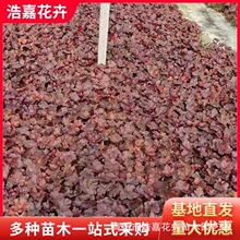 �tɫ�\������ֲ������ �ͺ��̓�����������ľ�^�~ֲ�� ���~�\����